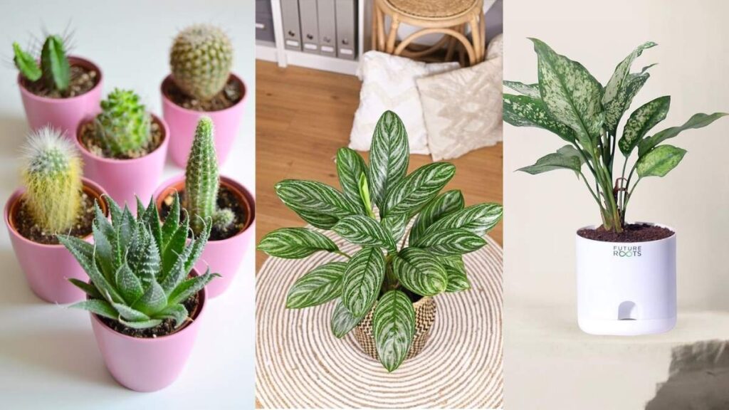 Climate-Adapted Houseplants: The Secret to Effortless Indoor Greenery