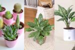 Climate-Adapted Houseplants: The Secret to Effortless Indoor Greenery