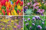 Edible Perennials That Double as Landscape Beauties