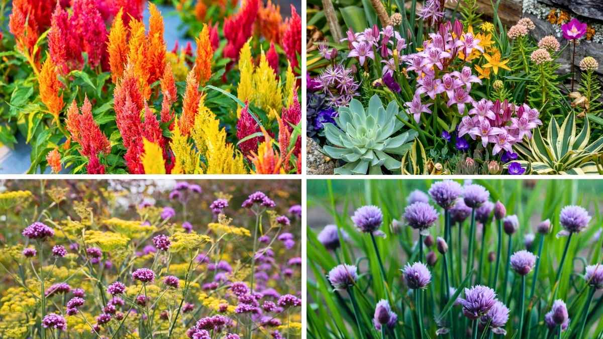 Edible Perennials That Double as Landscape Beauties