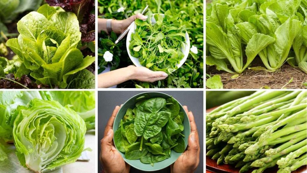 Grow Your Salad: 6 Leafy Greens Ready in 3 Weeks