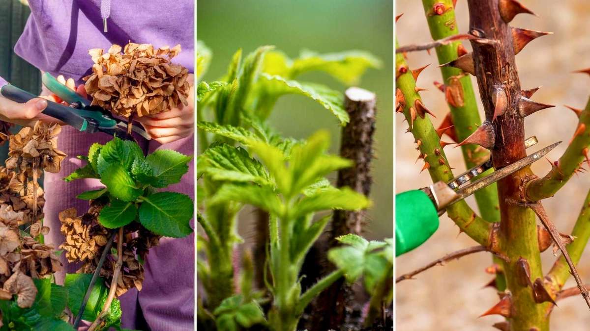 Prune It Like You Mean It: Fall Cuts That Shape Spring Glory