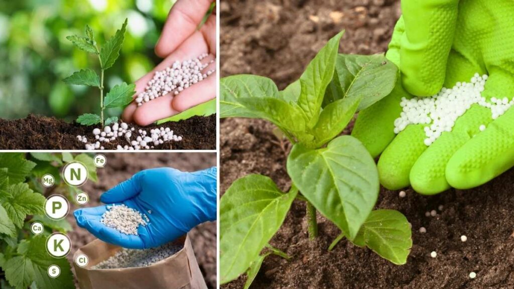 The Truth About Fertilizing Herbs: Less Is More