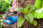 The Truth About Fertilizing Herbs: Less Is More