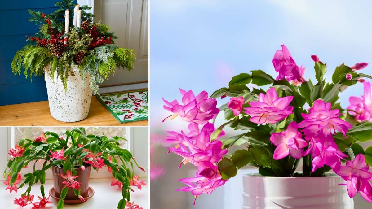 Winter-Proof Your Pots: Container Care in Cold Weather
