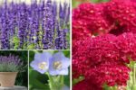 11 Flowering Herbs That Add Color and Flavor to Your Garden