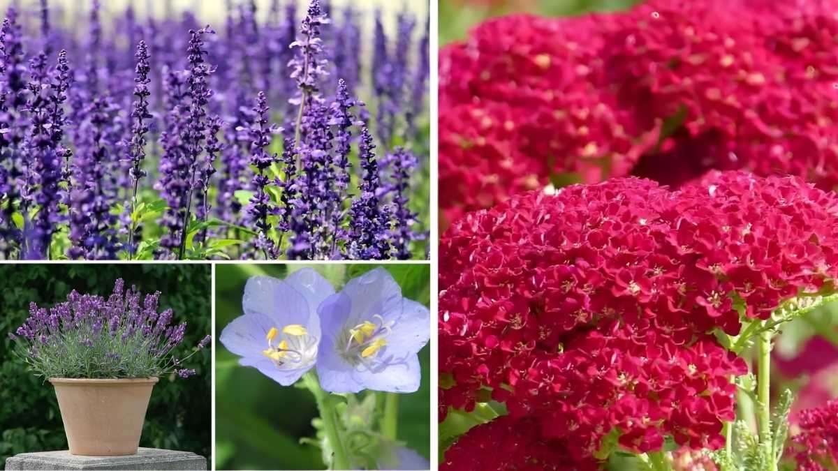 11 Flowering Herbs That Add Color and Flavor to Your Garden