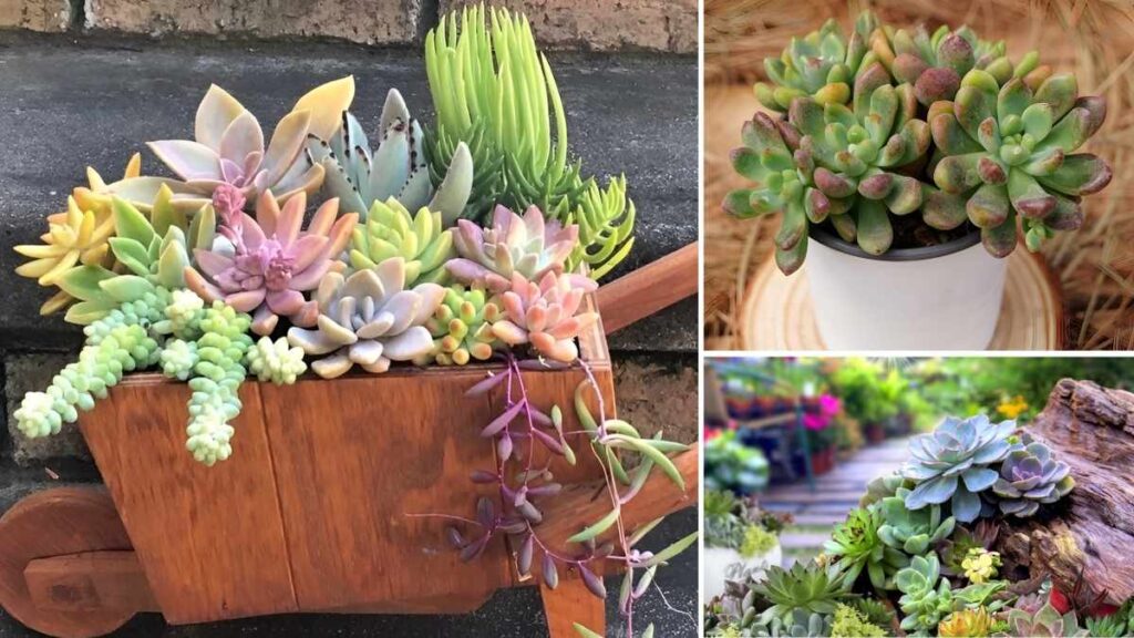 5 Stylish Ways to Decorate with Succulents Indoors and Outdoors