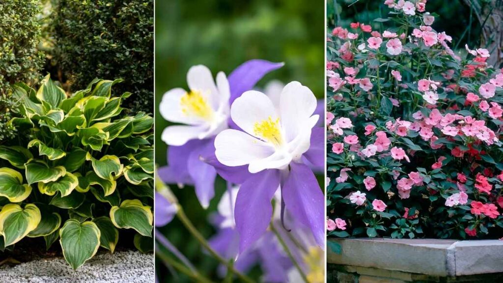 6 Shade-Loving Plants That Thrive Without Full Sun