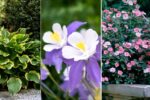 6 Shade-Loving Plants That Thrive Without Full Sun