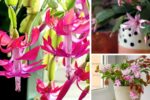 Christmas Cactus Losing Buds? 8 Common Causes and Fixes