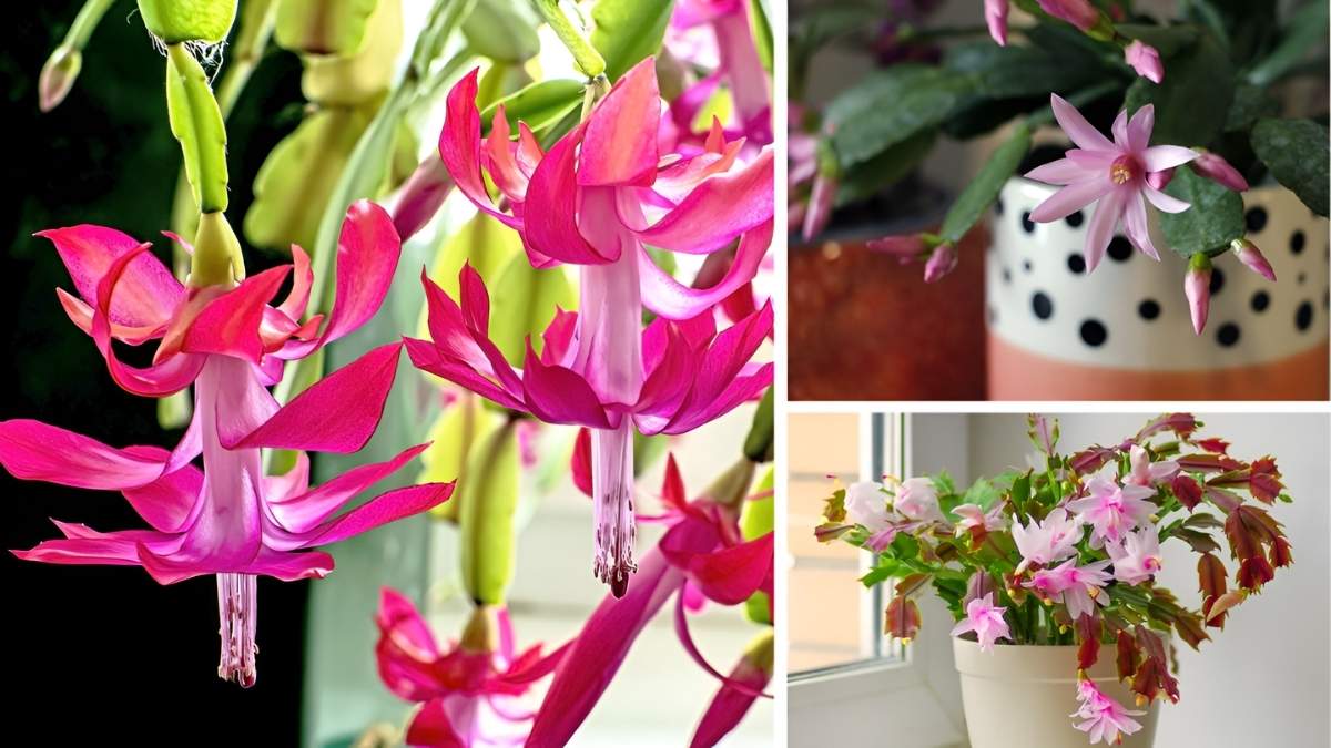 Christmas Cactus Losing Buds? 8 Common Causes and Fixes