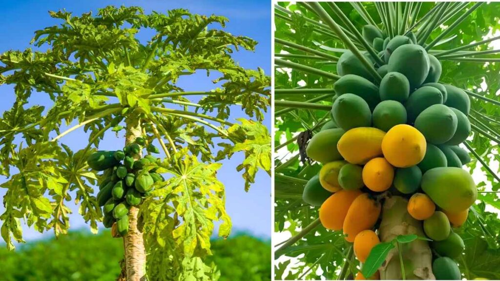 How to Grow Juicy Papayas in Record Time