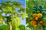 How to Grow Juicy Papayas in Record Time