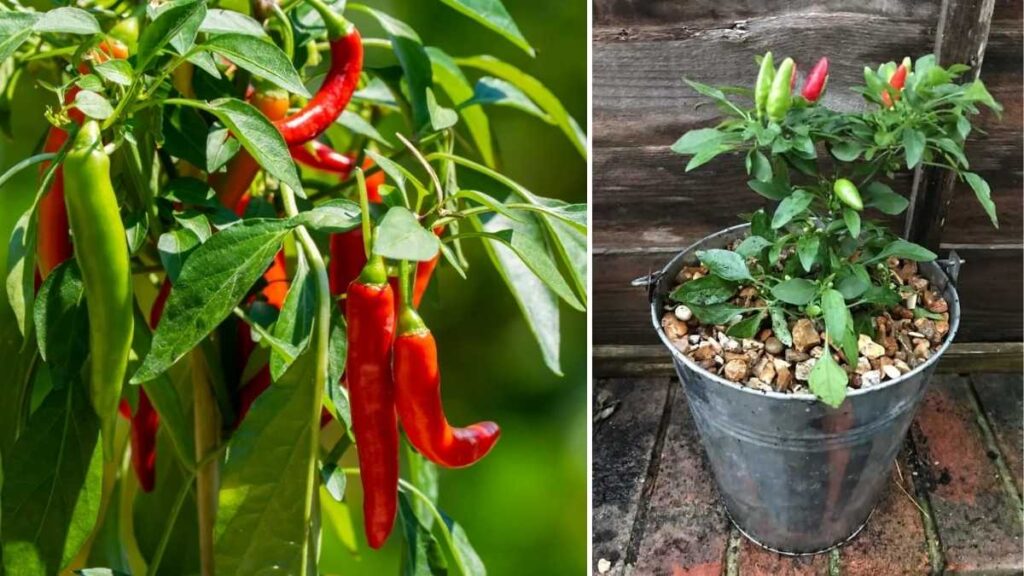 How to Grow Red Chili at Home: Step-by-Step Guide for Beginners
