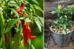 How to Grow Red Chili at Home: Step-by-Step Guide for Beginners