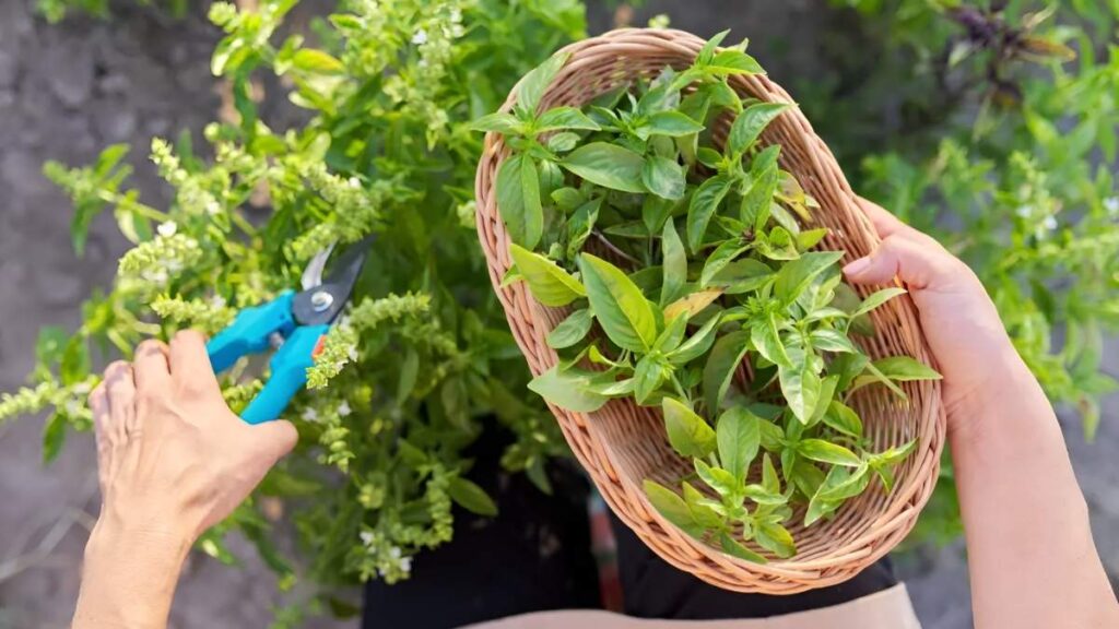 How to Keep Basil Fresh Longer After Harvest