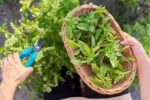 How to Keep Basil Fresh Longer After Harvest