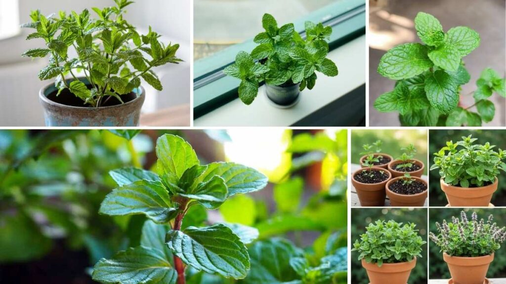 How to Keep Your Plants in Mint Condition: Fresh Tips for Thriving Greenery