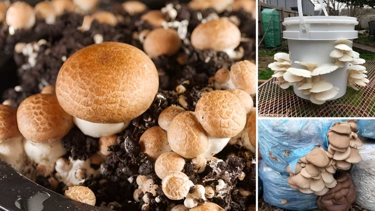 Mushroom Growing for Beginners: Everything You Need to Know