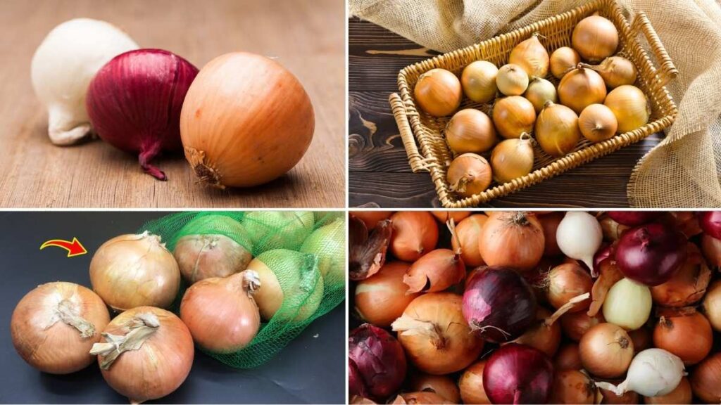 The Best Way to Keep Onions Fresh and Odor-Free