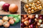 The Best Way to Keep Onions Fresh and Odor-Free