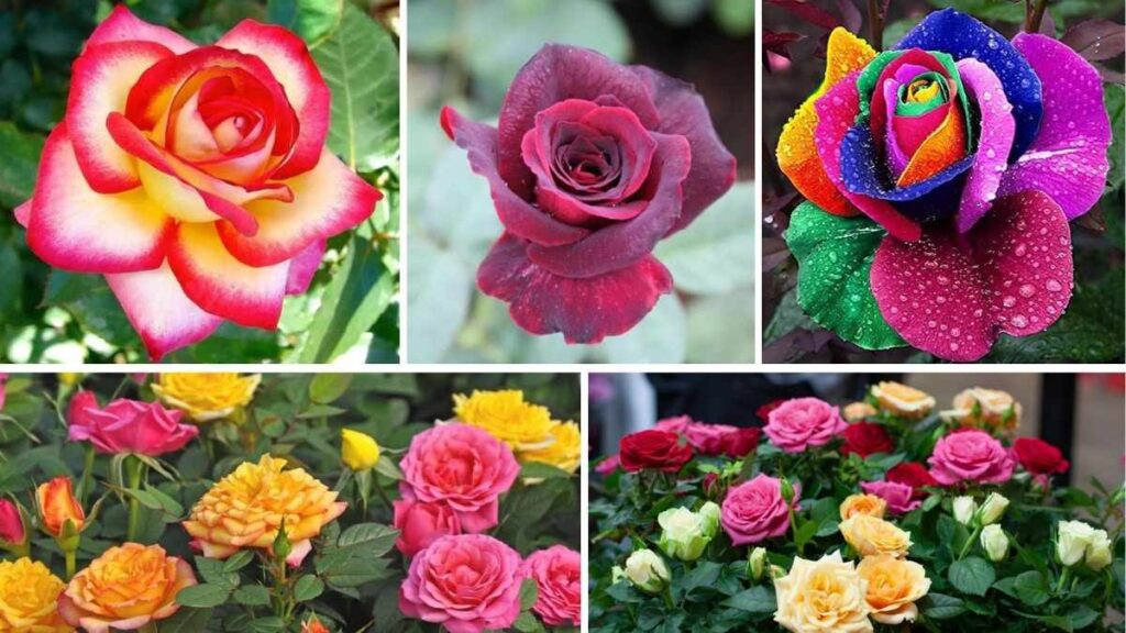 Top 5 Expert Tips to Accelerate Golden Rose Growth Naturally
