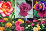 Top 5 Expert Tips to Accelerate Golden Rose Growth Naturally